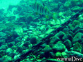 scuba diving photo