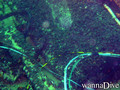 scuba diving photo
