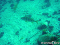 scuba diving photo
