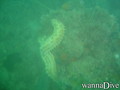 scuba diving photo