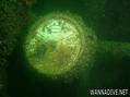 scuba diving photo