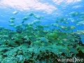 scuba diving photo