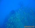 scuba diving photo