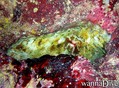 scuba diving photo