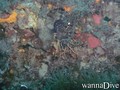 scuba diving photo