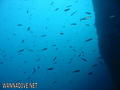 scuba diving photo