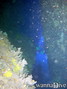 scuba diving photo