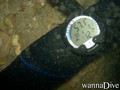 scuba diving photo