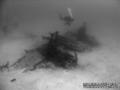 scuba diving photo