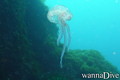 scuba diving photo