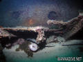 scuba diving photo