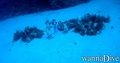 scuba diving photo