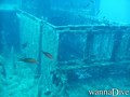 scuba diving photo