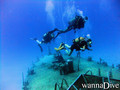 scuba diving photo