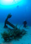 scuba diving photo