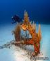 scuba diving photo