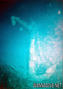 scuba diving photo