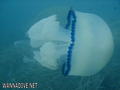 scuba diving photo