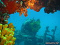 scuba diving photo