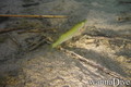 scuba diving photo