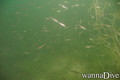 scuba diving photo