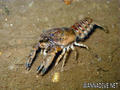 scuba diving photo