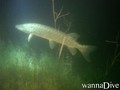 scuba diving photo