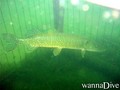 scuba diving photo