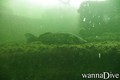 scuba diving photo