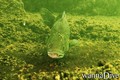 scuba diving photo
