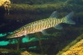 scuba diving photo