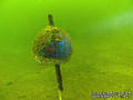 scuba diving photo