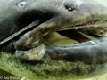 scuba diving photo