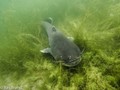 scuba diving photo