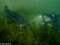 scuba diving photo