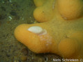 scuba diving photo