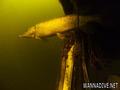 scuba diving photo