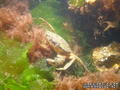 scuba diving photo