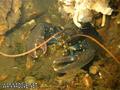 scuba diving photo