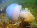 scuba diving photo