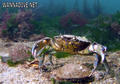 scuba diving photo