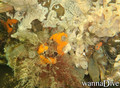scuba diving photo