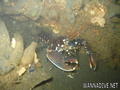 scuba diving photo