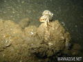 scuba diving photo