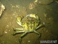 scuba diving photo