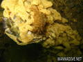 scuba diving photo