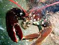 scuba diving photo