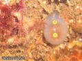 scuba diving photo