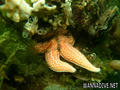 scuba diving photo