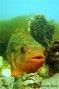 scuba diving photo